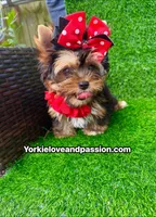 Babydoll traditional female , a female Yorkshire Terrier for sale in Pensacola, FL – 1 of 10