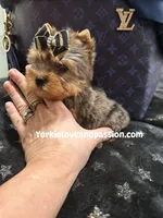 Xsmall blue Merle male , a male Yorkshire Terrier for sale in Pensacola, FL – Photo 2 of 9