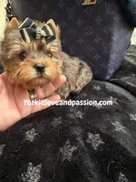 Xsmall blue Merle male , a male Yorkshire Terrier for sale in Pensacola, FL – Photo 7 of 9