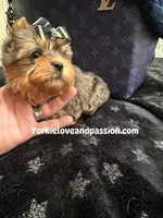 Xsmall blue Merle male , a male Yorkshire Terrier for sale in Pensacola, FL – Photo 8 of 9