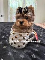 Xsmall blue Merle male , a male Yorkshire Terrier for sale in Pensacola, FL – Photo 4 of 9