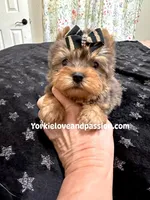 Xsmall blue Merle male , a male Yorkshire Terrier for sale in Pensacola, FL – Photo 5 of 9