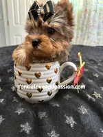 Xsmall blue Merle male , a male Yorkshire Terrier for sale in Pensacola, FL – Photo 1 of 9