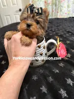 Xsmall blue Merle male , a male Yorkshire Terrier for sale in Pensacola, FL – Photo 3 of 9