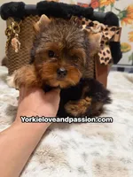 Traditional female , a female Yorkshire Terrier for sale in Pensacola, FL – 5 of 10