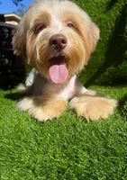 Coopee, a male Yorkshire Terrier for sale in Pensacola, FL – 8 of 10