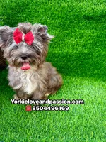 Black Merle female , a female Yorkshire Terrier for sale in Pensacola, FL – 5 of 10