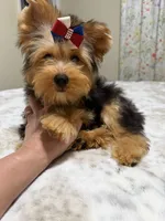 Traditional male , a male Yorkshire Terrier for sale in Pensacola, FL – 4 of 9