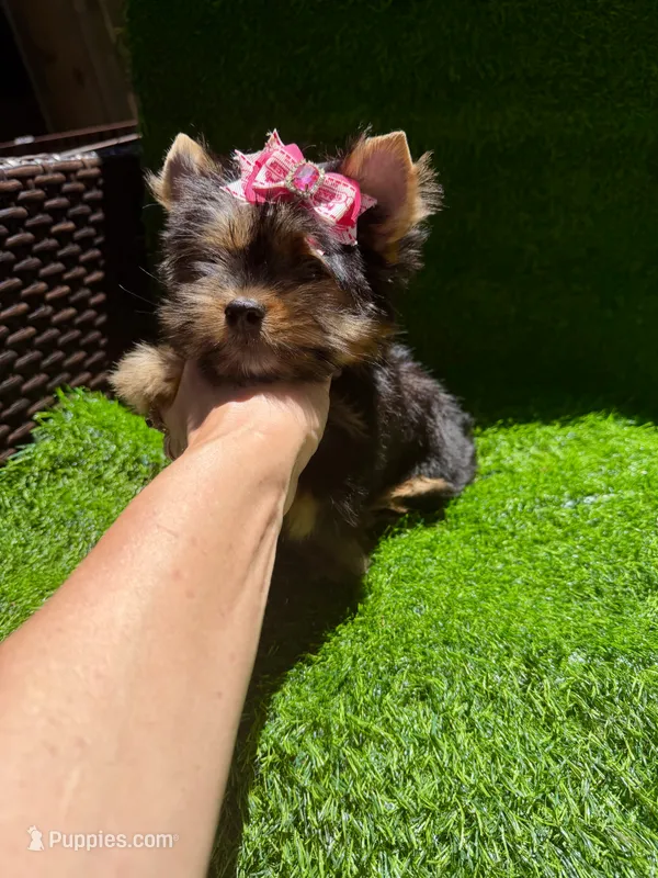 Lola – Yorkshire Terrier puppy for sale in Pensacola, FL
