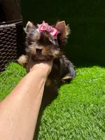 Lola, a female Yorkshire Terrier for sale in Pensacola, FL – 1 of 8