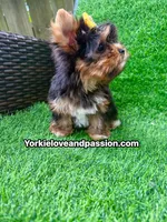 Small traditional female , a female Yorkshire Terrier for sale in Pensacola, FL – 9 of 10