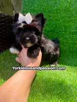 Black female , a female Yorkshire Terrier for sale in Pensacola, FL – 2 of 10