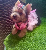 Moly traditional female , a female Yorkshire Terrier for sale in Pensacola, FL – 4 of 10