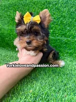 Small traditional female , a female Yorkshire Terrier for sale in Pensacola, FL – 3 of 10