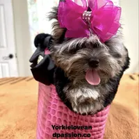 Small black Merle female, a female Yorkshire Terrier for sale in Pensacola, FL – Photo 10 of 10