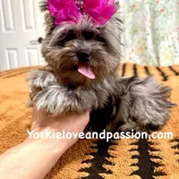 Small black Merle female, a female Yorkshire Terrier for sale in Pensacola, FL – Photo 7 of 10