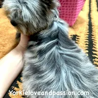 Small black Merle female, a female Yorkshire Terrier for sale in Pensacola, FL – Photo 9 of 10