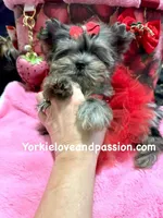 Small black Merle female, a female Yorkshire Terrier for sale in Pensacola, FL – Photo 5 of 10