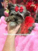 Small black Merle female, a female Yorkshire Terrier for sale in Pensacola, FL – Photo 3 of 10