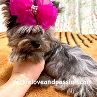 Small black Merle female, a female Yorkshire Terrier for sale in Pensacola, FL – Photo 8 of 10