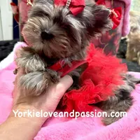 Small black Merle female, a female Yorkshire Terrier for sale in Pensacola, FL – Photo 3 of 10