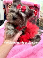 Small black Merle female, a female Yorkshire Terrier for sale in Pensacola, FL – Photo 10 of 10