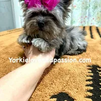 Small black Merle female, a female Yorkshire Terrier for sale in Pensacola, FL – Photo 5 of 10
