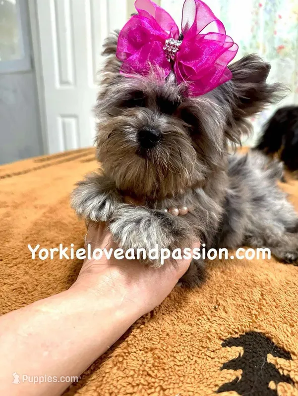 Small black Merle female
