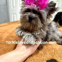 Small black Merle female, a female Yorkshire Terrier for sale in Pensacola, FL – Photo 1 of 10