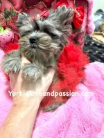 Small black Merle female, a female Yorkshire Terrier for sale in Pensacola, FL – Photo 8 of 10