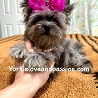 Small black Merle female, a female Yorkshire Terrier for sale in Pensacola, FL – Photo 6 of 10