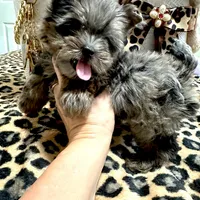 Small black Merle female, a female Yorkshire Terrier for sale in Pensacola, FL – Photo 2 of 10