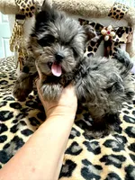 Small black Merle female, a female Yorkshire Terrier for sale in Pensacola, FL – Photo 2 of 10