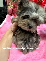 Small black Merle female, a female Yorkshire Terrier for sale in Pensacola, FL – Photo 4 of 10