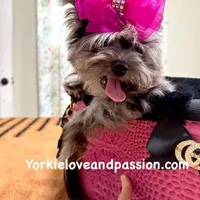 Small black Merle female, a female Yorkshire Terrier for sale in Pensacola, FL – Photo 4 of 10