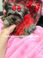 Small black Merle female, a female Yorkshire Terrier for sale in Pensacola, FL – Photo 9 of 10