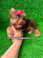 Chocolate female , a female Yorkshire Terrier for sale in Pensacola, FL – 9 of 10