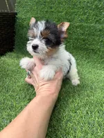 Parti female , a female Yorkshire Terrier for sale in Pensacola, FL – 5 of 10