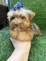 Chocolate Merle male , a male Yorkshire Terrier for sale in Pensacola, FL – 7 of 10