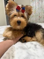 Traditional male , a male Yorkshire Terrier for sale in Pensacola, FL – 5 of 9