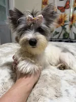 Blueberry female , a female Yorkshire Terrier for sale in Pensacola, FL – 7 of 10