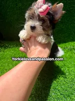 Small Parti female , a female Yorkshire Terrier for sale in Pensacola, FL – 3 of 10