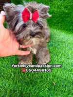 Black Merle female , a female Yorkshire Terrier for sale in Pensacola, FL – 10 of 10