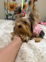 Small blue  Merle female , a female Yorkshire Terrier for sale in Pensacola, FL – 4 of 10