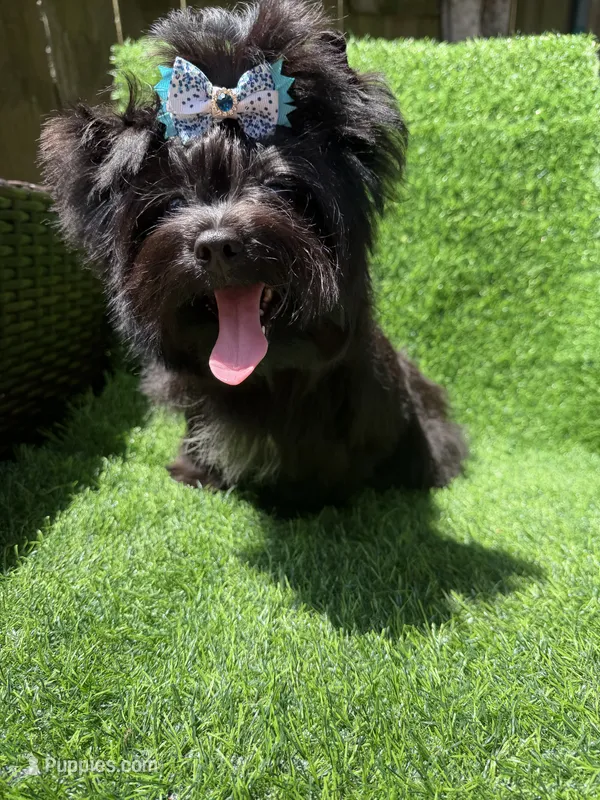 Solid black male – Yorkshire Terrier puppy for sale in Pensacola, FL
