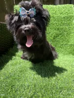 Solid black male, a male Yorkshire Terrier for sale in Pensacola, FL – 1 of 10