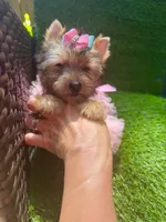 Moly traditional female , a female Yorkshire Terrier for sale in Pensacola, FL – 6 of 10