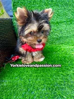 Babydoll traditional female , a female Yorkshire Terrier for sale in Pensacola, FL – 9 of 10