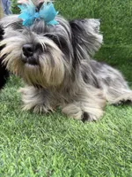 Bruno , a male Yorkshire Terrier for sale in Pensacola, FL – 4 of 10
