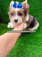 Parti Merle male , a male Yorkshire Terrier for sale in Pensacola, FL – 9 of 9